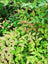 Nandina Harbor Dwarf