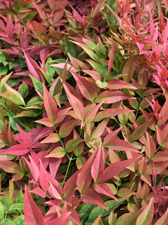 Nandina Harbor Dwarf