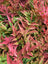 Nandina Harbor Dwarf
