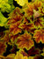 Heucherella Citrus Shock