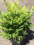 Nandina Lemon Lime