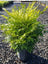 Nandina Lemon Lime