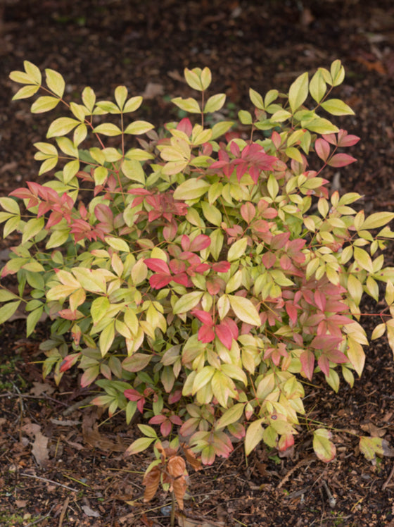 Nandina Obsession