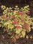 Nandina Obsession
