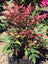 Nandina Obsession