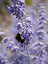 Perovski Russian Sage