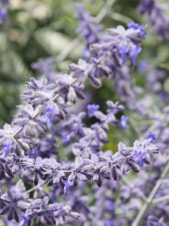 Perovski Russian Sage