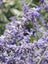 Perovski Russian Sage