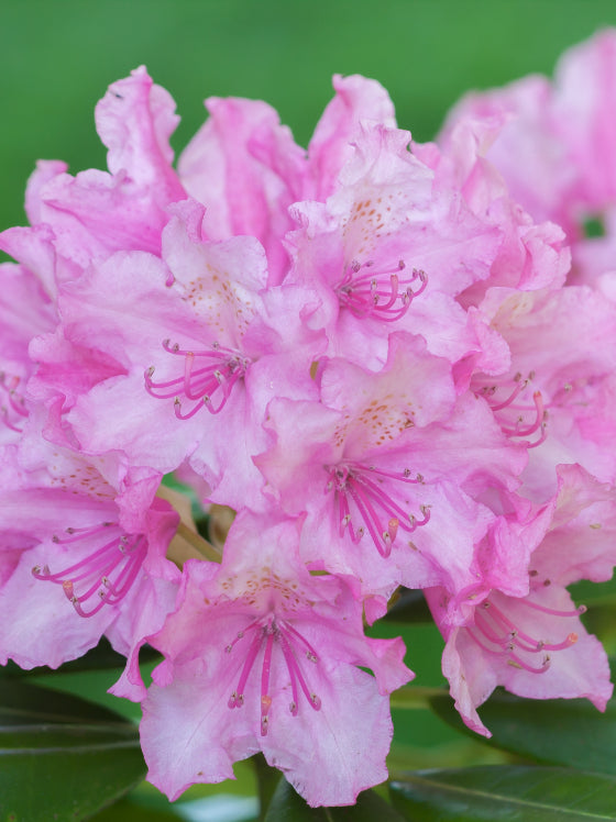 Rhododendron PJM Elite