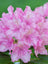 Rhododendron PJM Elite