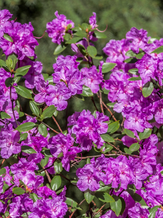 Rhododendron PJM Elite
