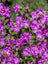 Rhododendron PJM Elite