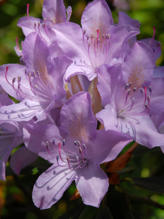 Rhododendron PJM Elite