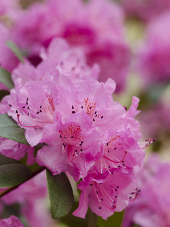 Rhododendron PJM Elite