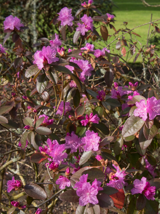 Rhododendron PJM Elite