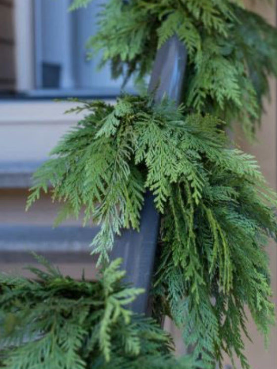 Western Red Cedar Garland (15' & 30' lengths)