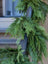 Western Red Cedar Garland (15' & 30' lengths)