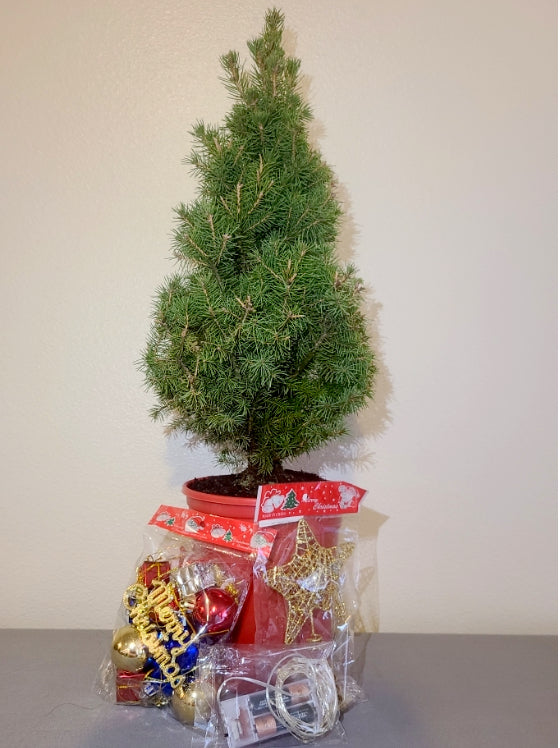 30" Live Tabletop Christmas Tree Trim-a-Tree Kit
