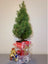 30" Live Tabletop Christmas Tree Trim-a-Tree Kit
