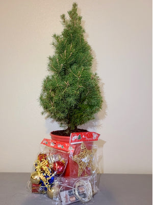 30" Live Tabletop Christmas Tree Trim-a-Tree Kit
