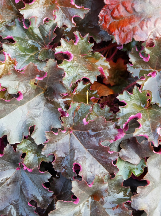 Heuchera Purple Petticoats